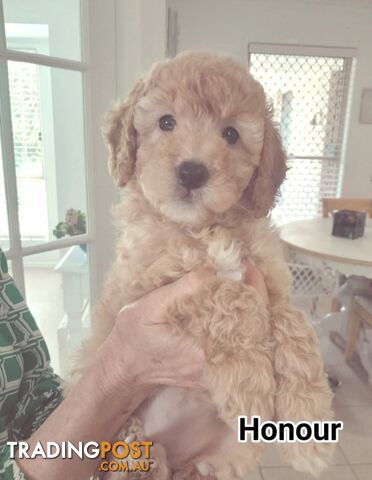 ■  6 PUREBRED MINI POODLES 3BOYS 3GIRLS, (BOTANICA)