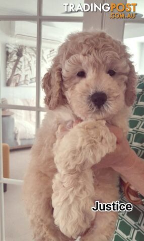 ■  6 PUREBRED MINI POODLES 3BOYS 3GIRLS, (BOTANICA)