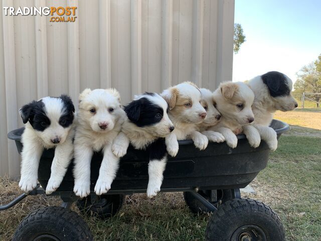 Adorable and fluffy border collie pups