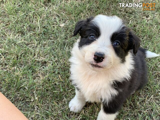 Adorable and fluffy border collie pups