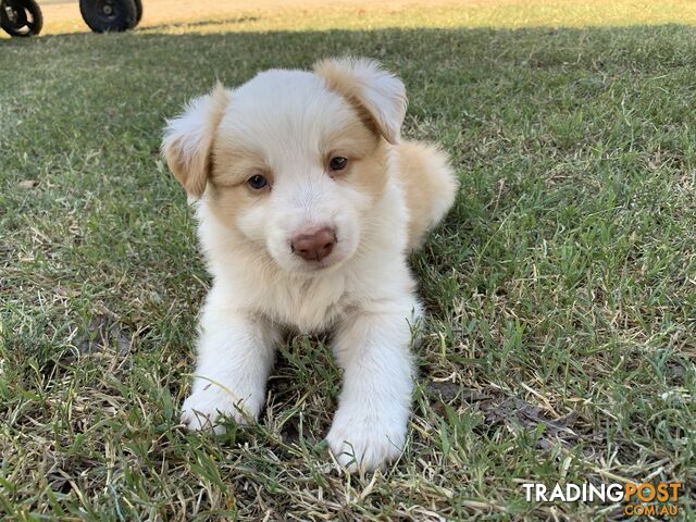 Adorable and fluffy border collie pups