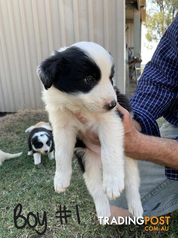 Adorable and fluffy border collie pups