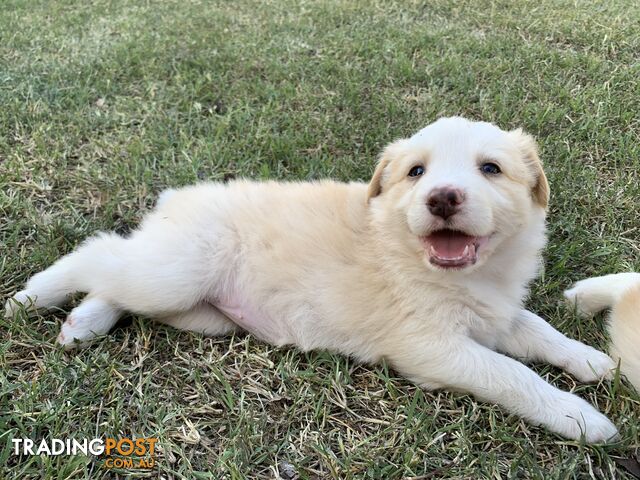 Adorable and fluffy border collie pups