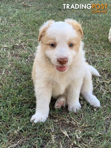 Adorable and fluffy border collie pups