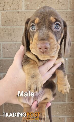 Miniature Dachsund Puppies