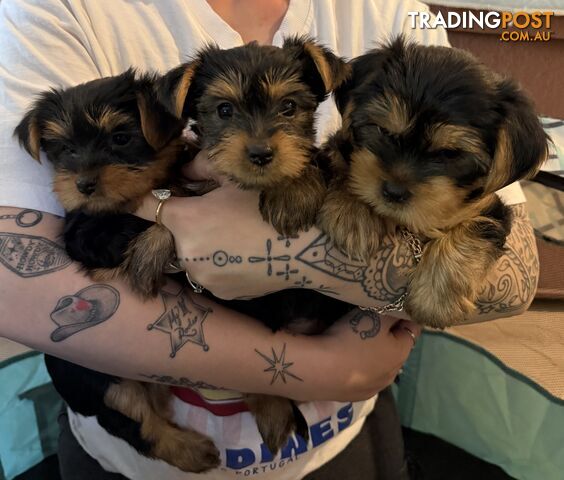 These little faces may steal your heart