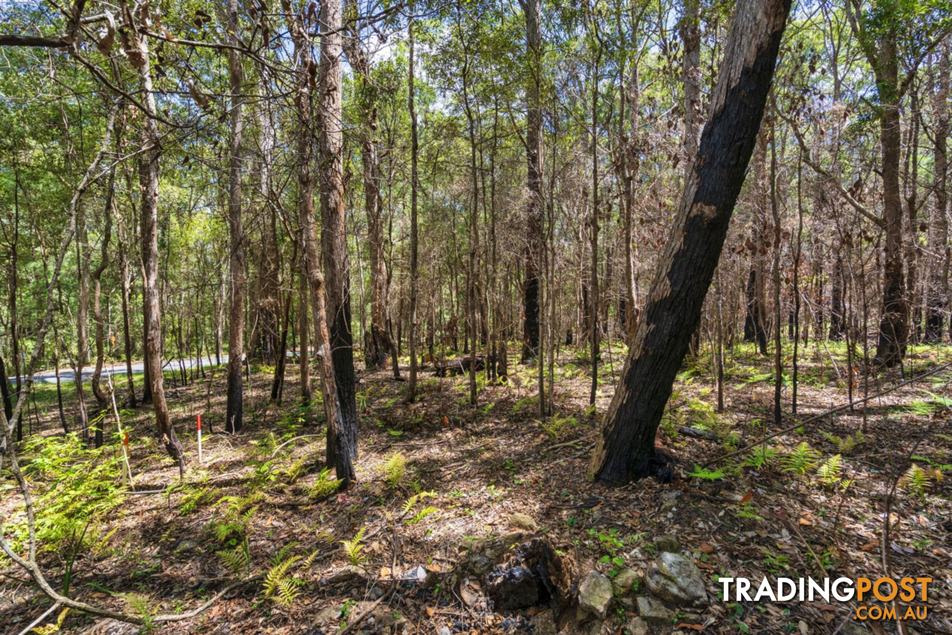 1934 Springbrook Road SPRINGBROOK QLD 4213