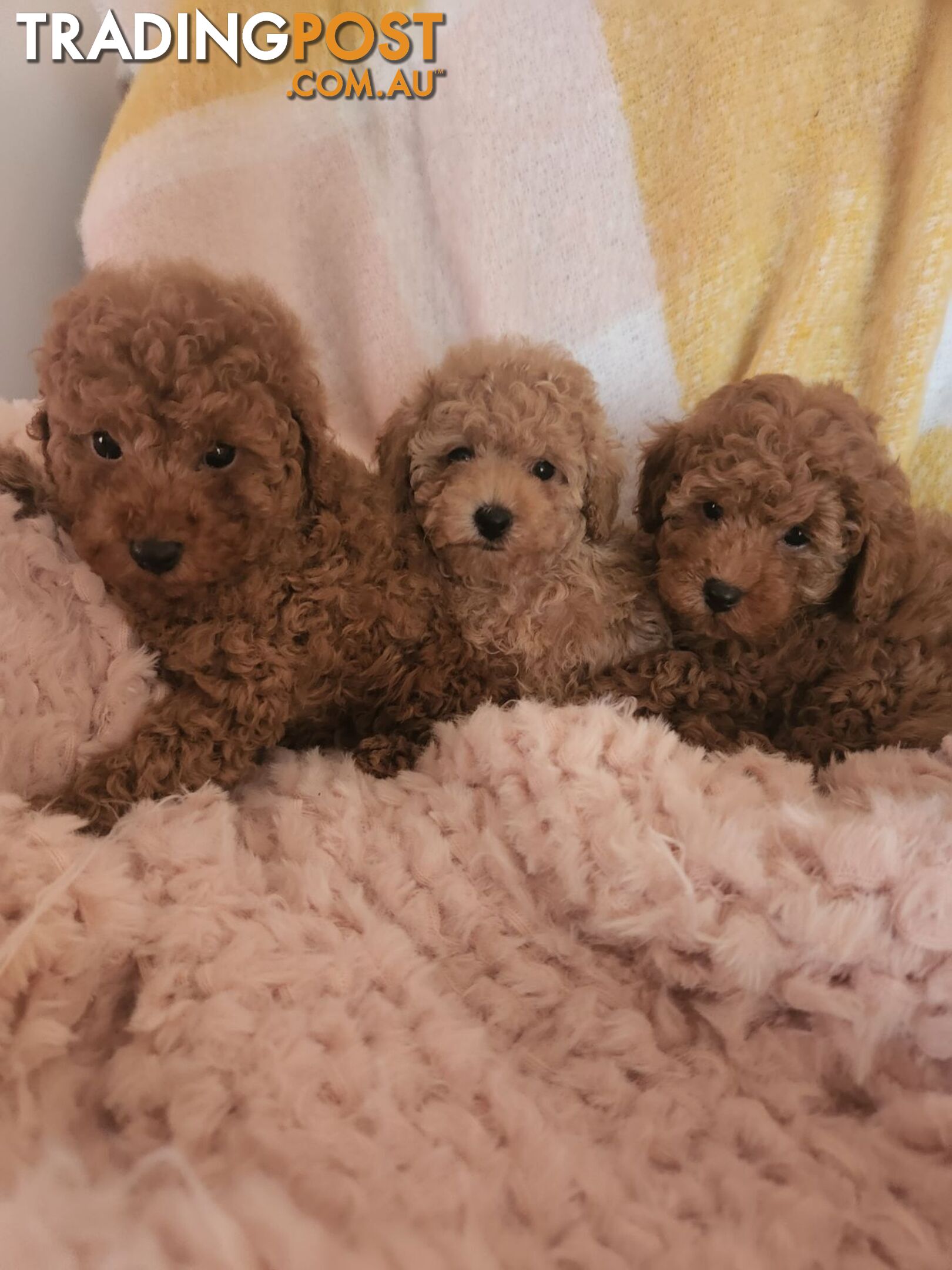 Toy Poodles REDUCED now good homes required DNA clear pure-bred