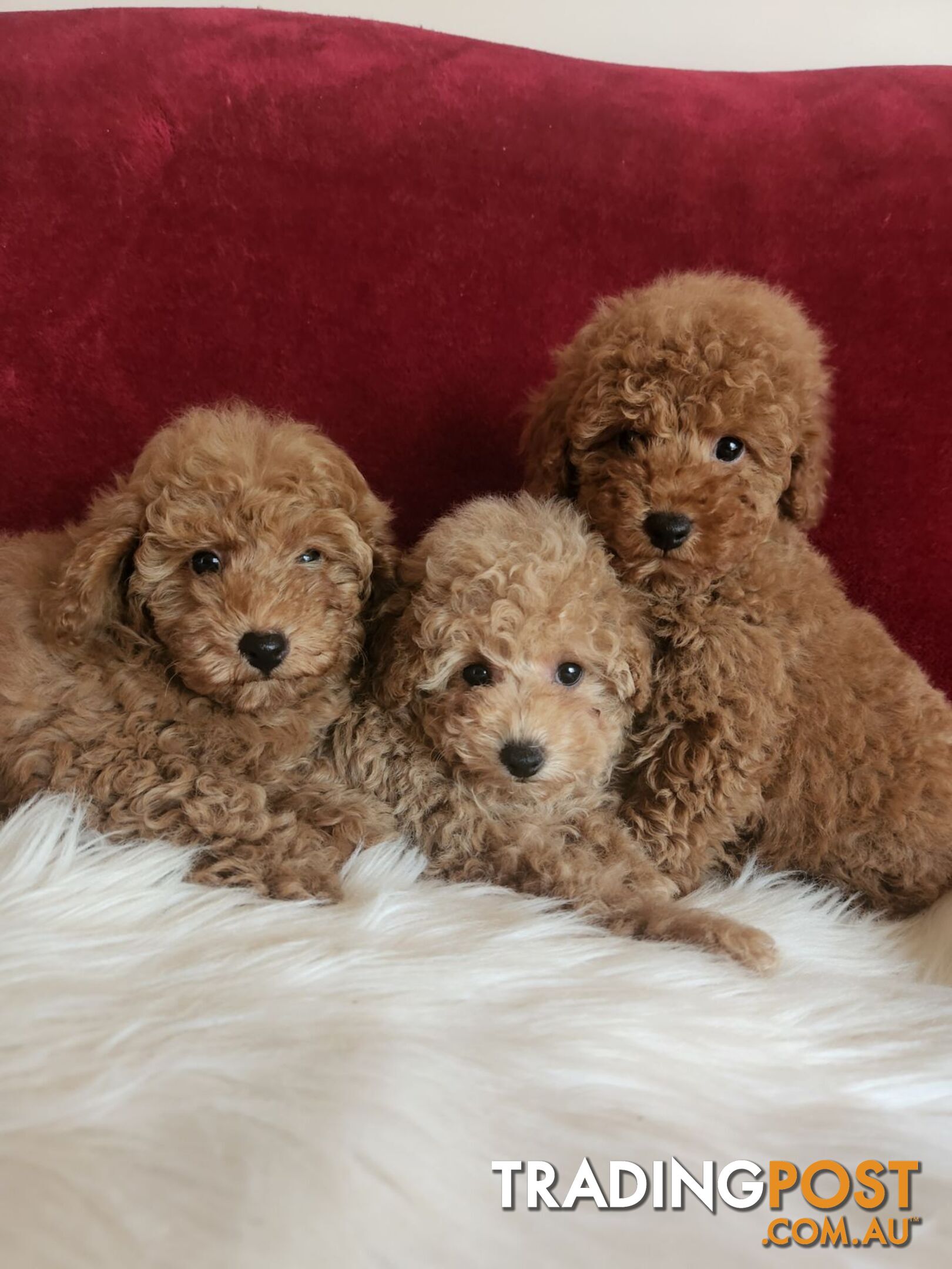 Toy Poodles REDUCED now good homes required DNA clear pure-bred