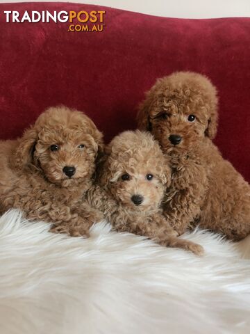 Toy Poodles REDUCED now good homes required DNA clear pure-bred