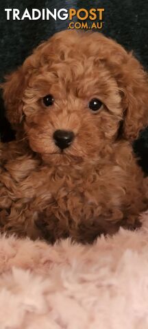 Toy Poodles REDUCED now good homes required DNA clear pure-bred