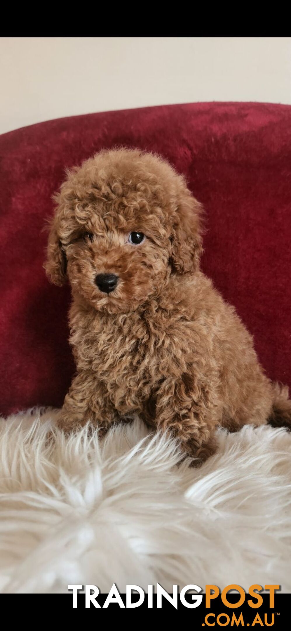 Toy Poodles REDUCED now good homes required DNA clear pure-bred