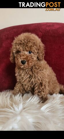 Toy Poodles REDUCED now good homes required DNA clear pure-bred