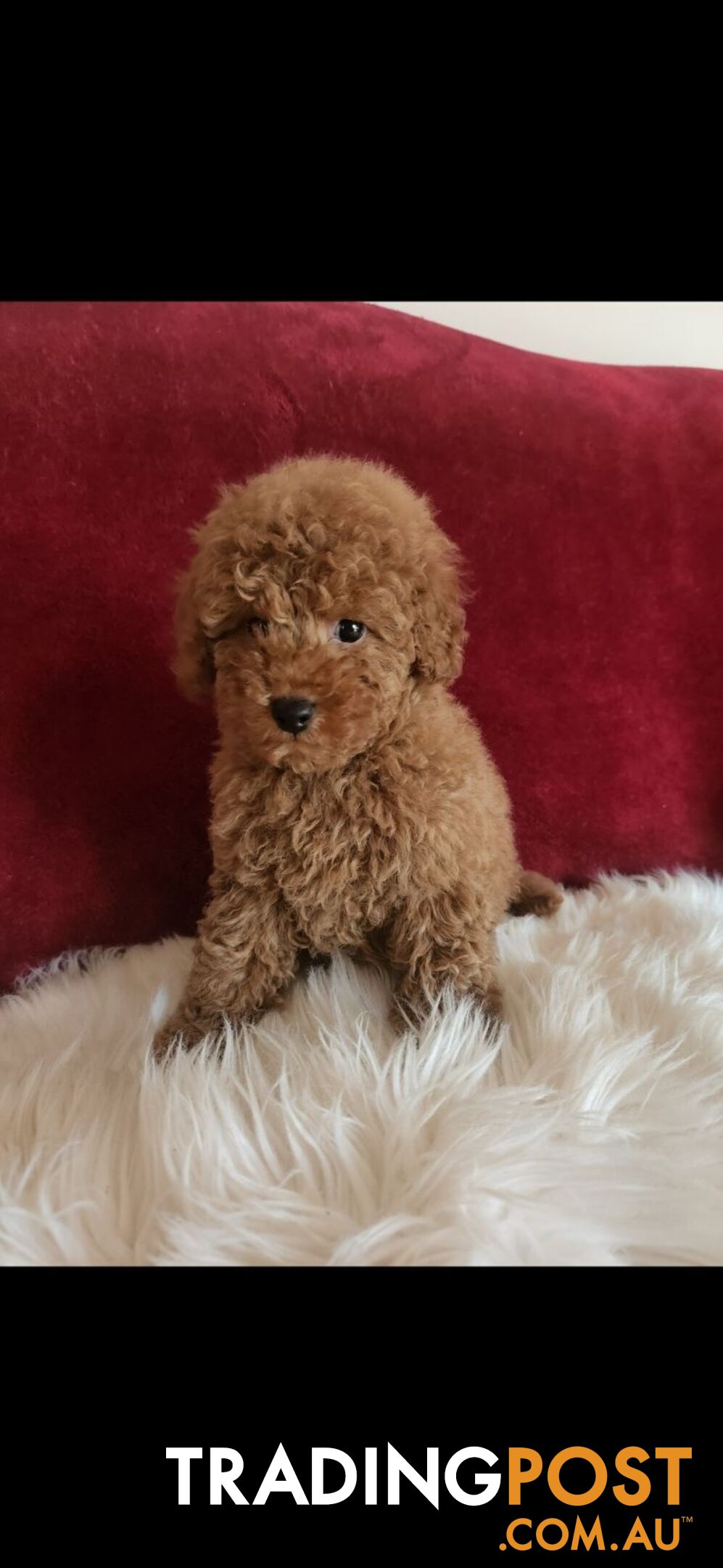 Toy Poodles REDUCED now good homes required DNA clear pure-bred