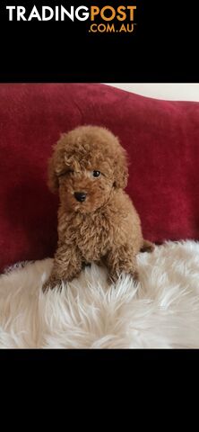 Toy Poodles REDUCED now good homes required DNA clear pure-bred