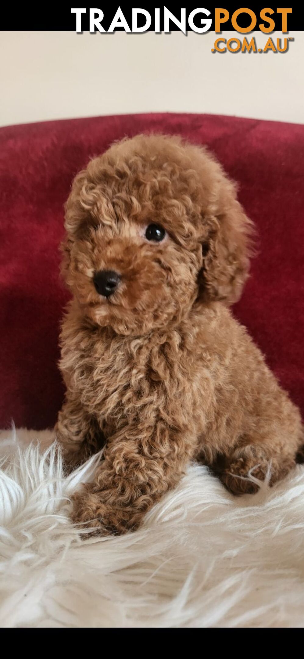 Toy Poodles REDUCED now good homes required DNA clear pure-bred