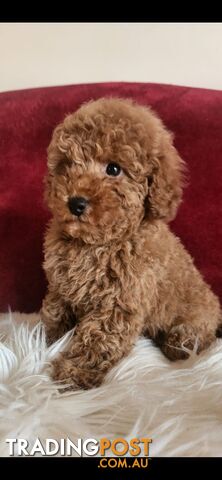 Toy Poodles REDUCED now good homes required DNA clear pure-bred