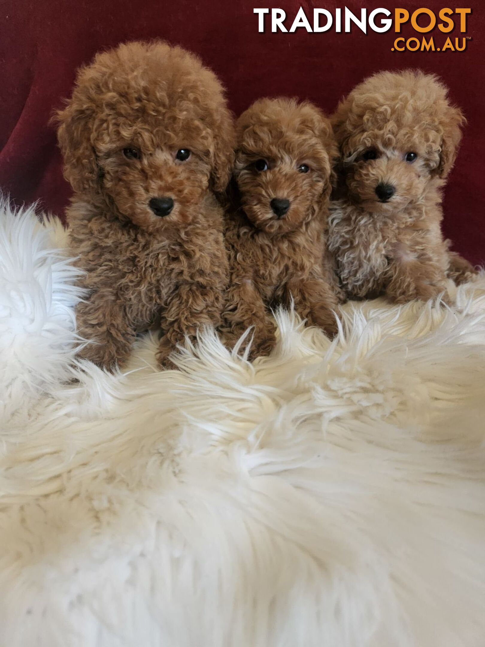 Toy Poodles REDUCED now good homes required DNA clear pure-bred