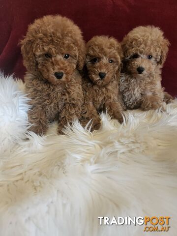 Toy Poodles REDUCED now good homes required DNA clear pure-bred