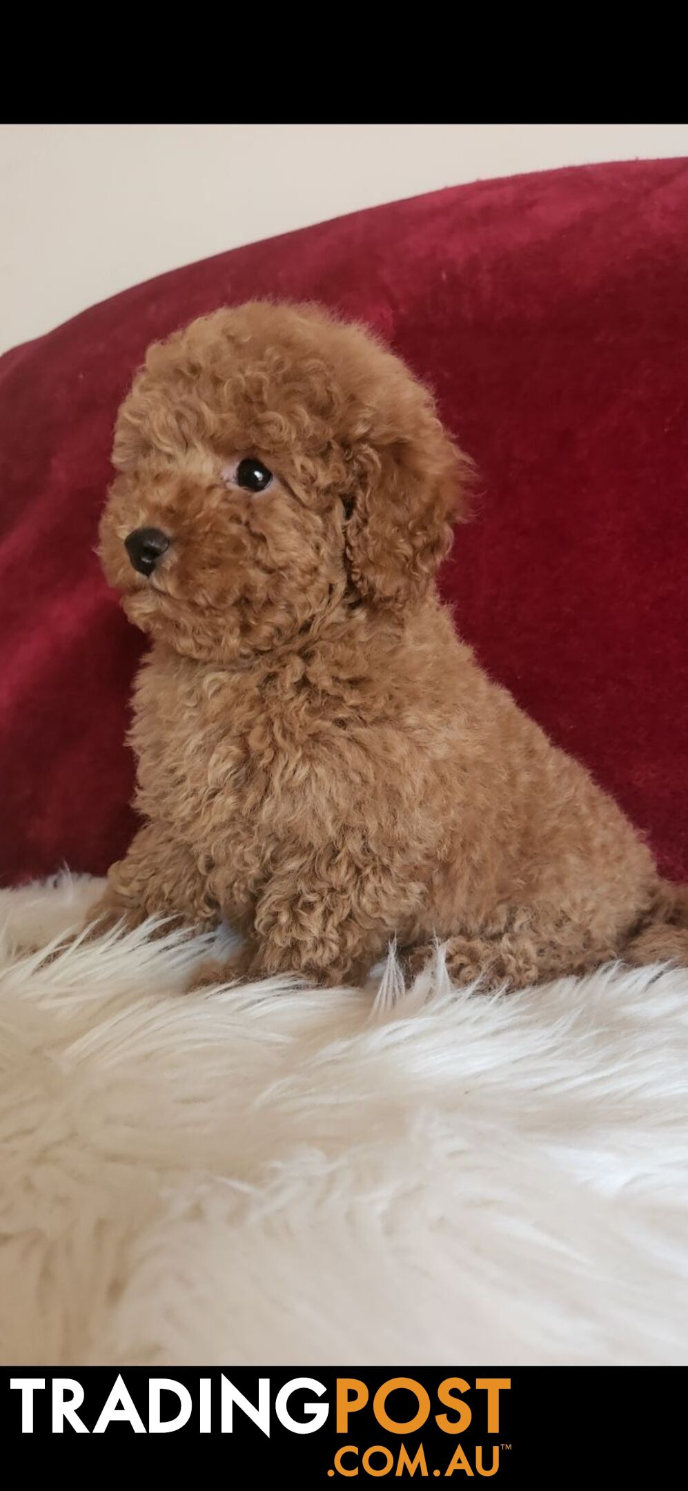 Toy Poodles REDUCED now good homes required DNA clear pure-bred