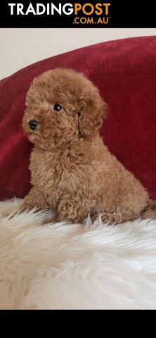 Toy Poodles REDUCED now good homes required DNA clear pure-bred