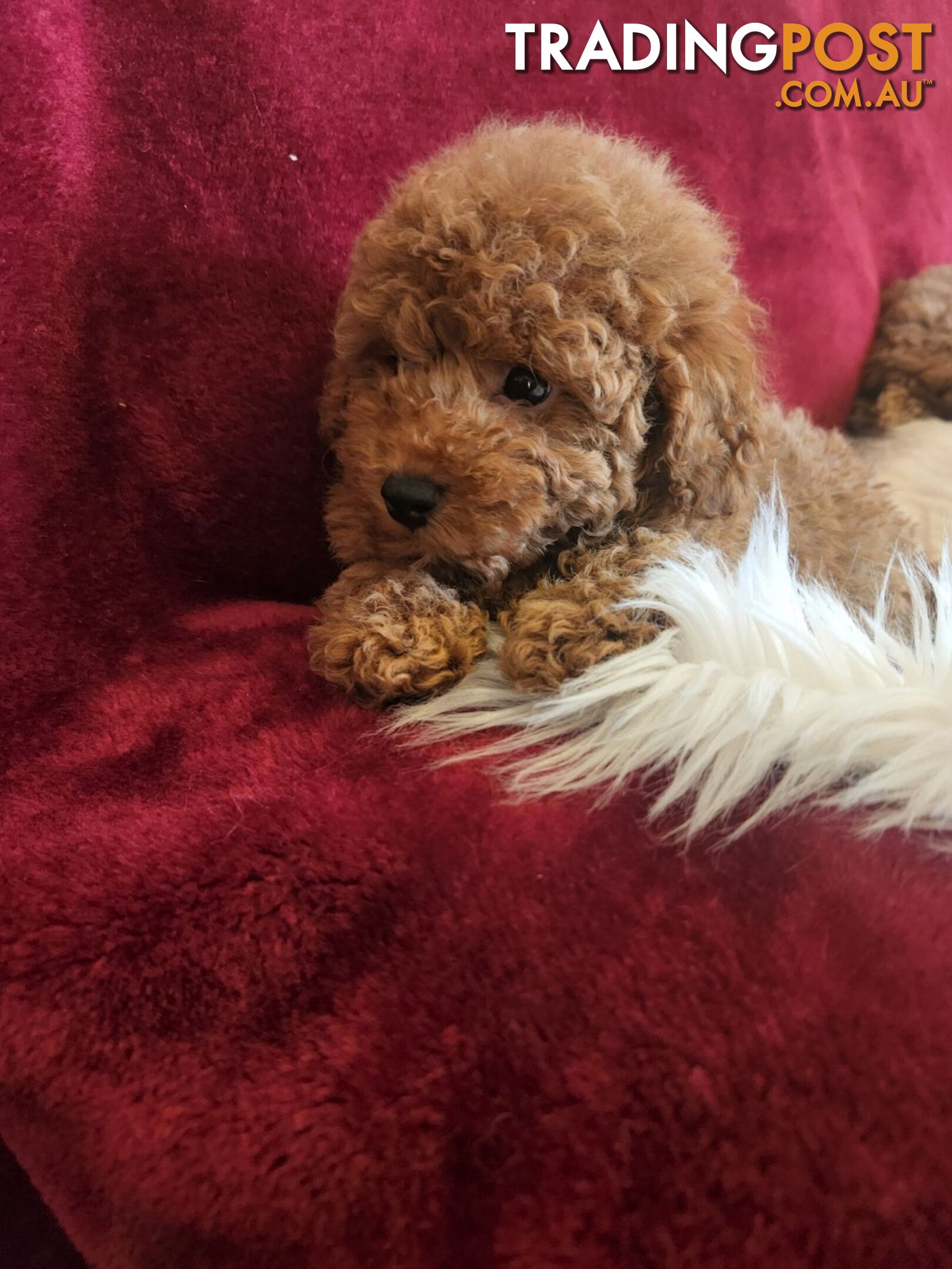 Toy Poodles REDUCED now good homes required DNA clear pure-bred