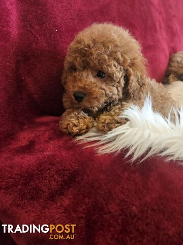 Toy Poodles REDUCED now good homes required DNA clear pure-bred