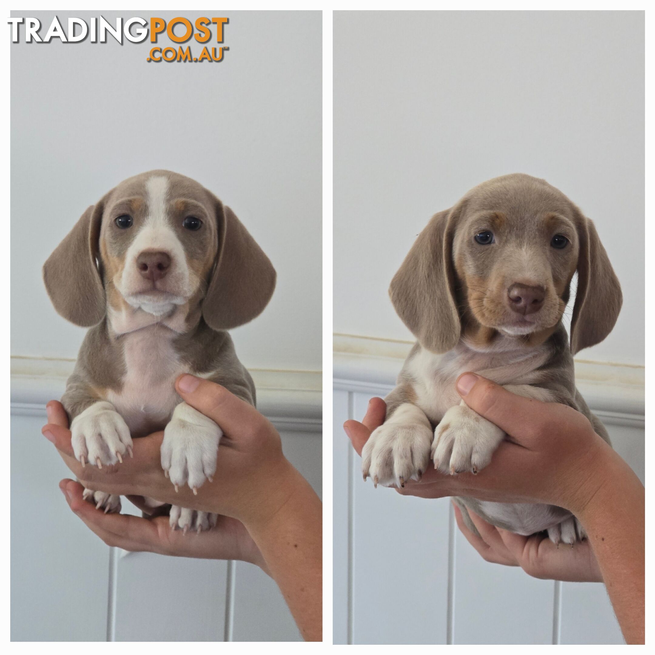 Purebred Miniature Dilute Dachshunds