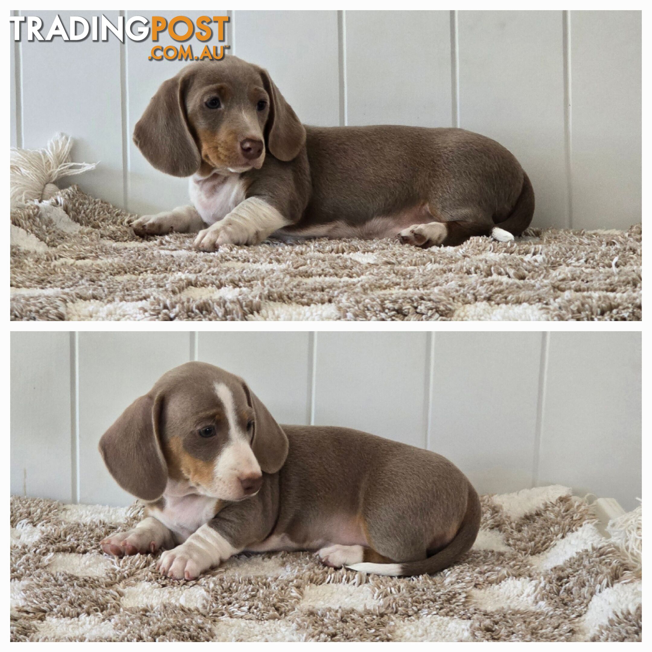 Purebred Miniature Dilute Dachshunds