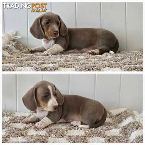 Purebred Miniature Dilute Dachshunds