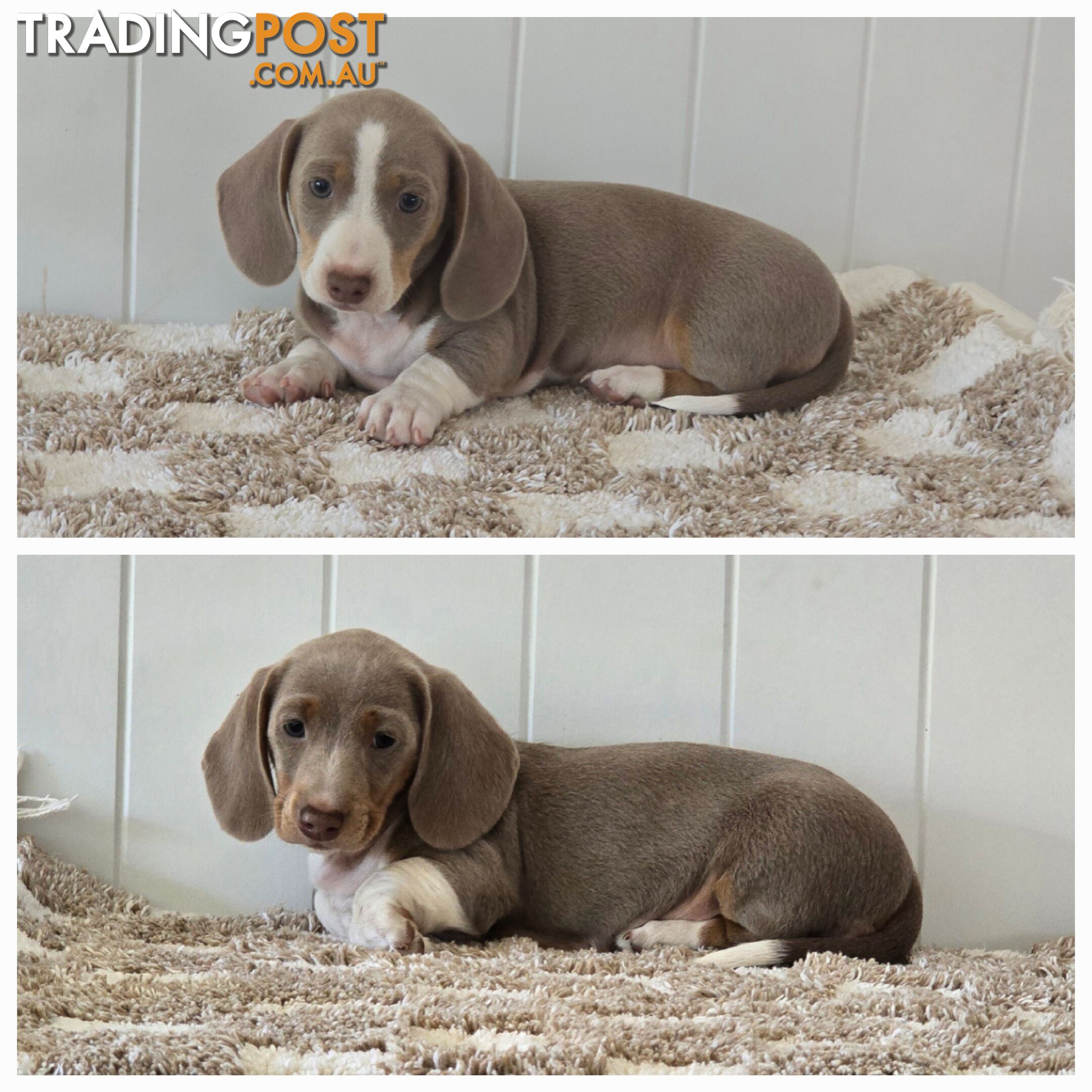 Purebred Miniature Dilute Dachshunds