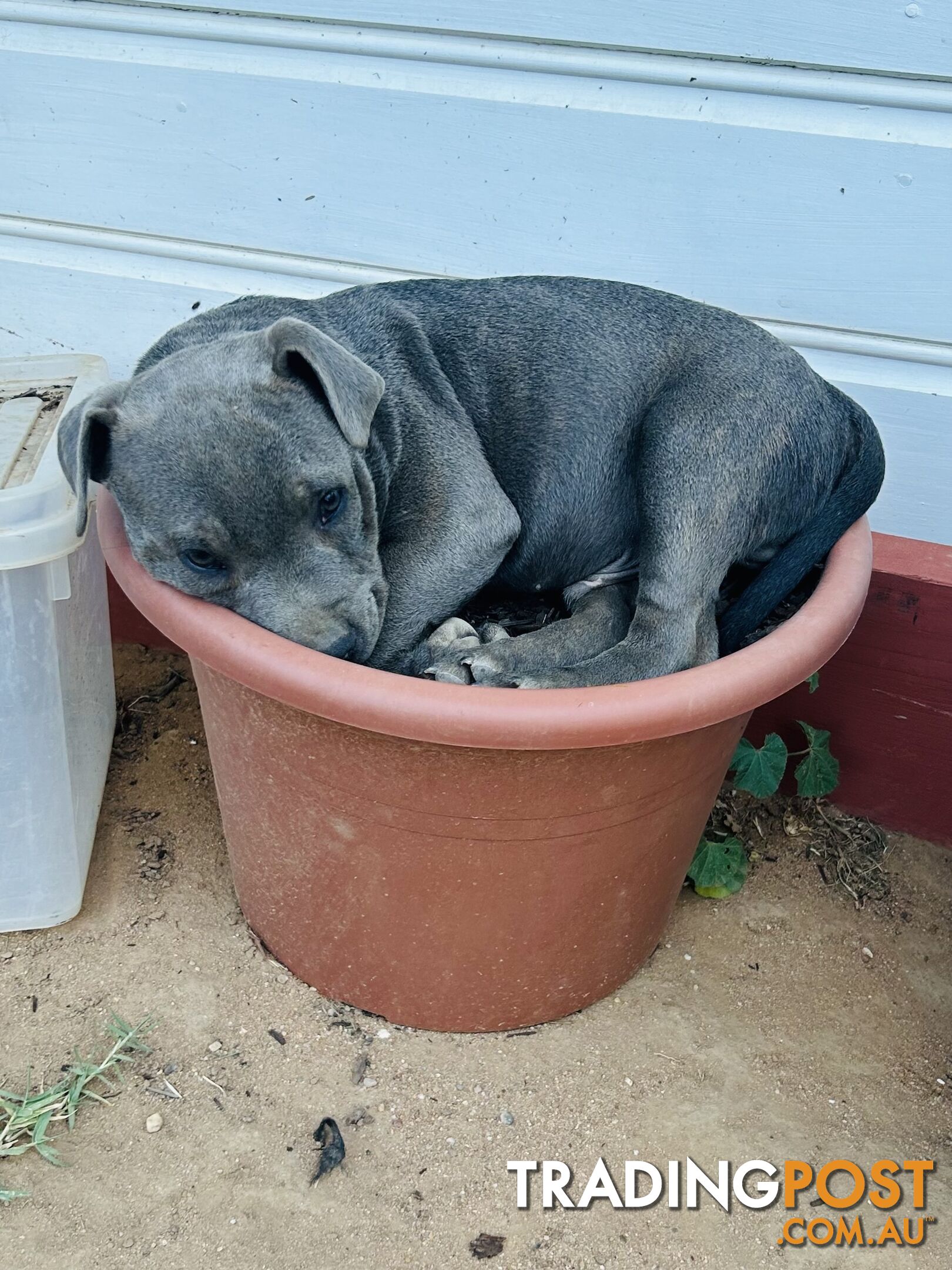 Pure Blue English Staffy Pups