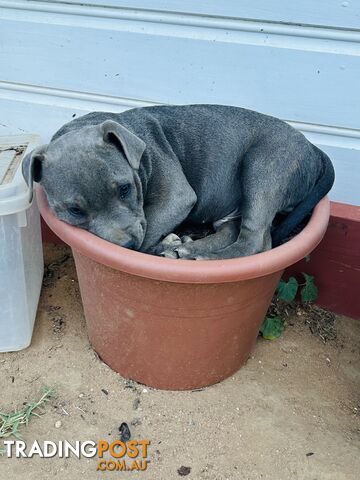 Pure Blue English Staffy Pups