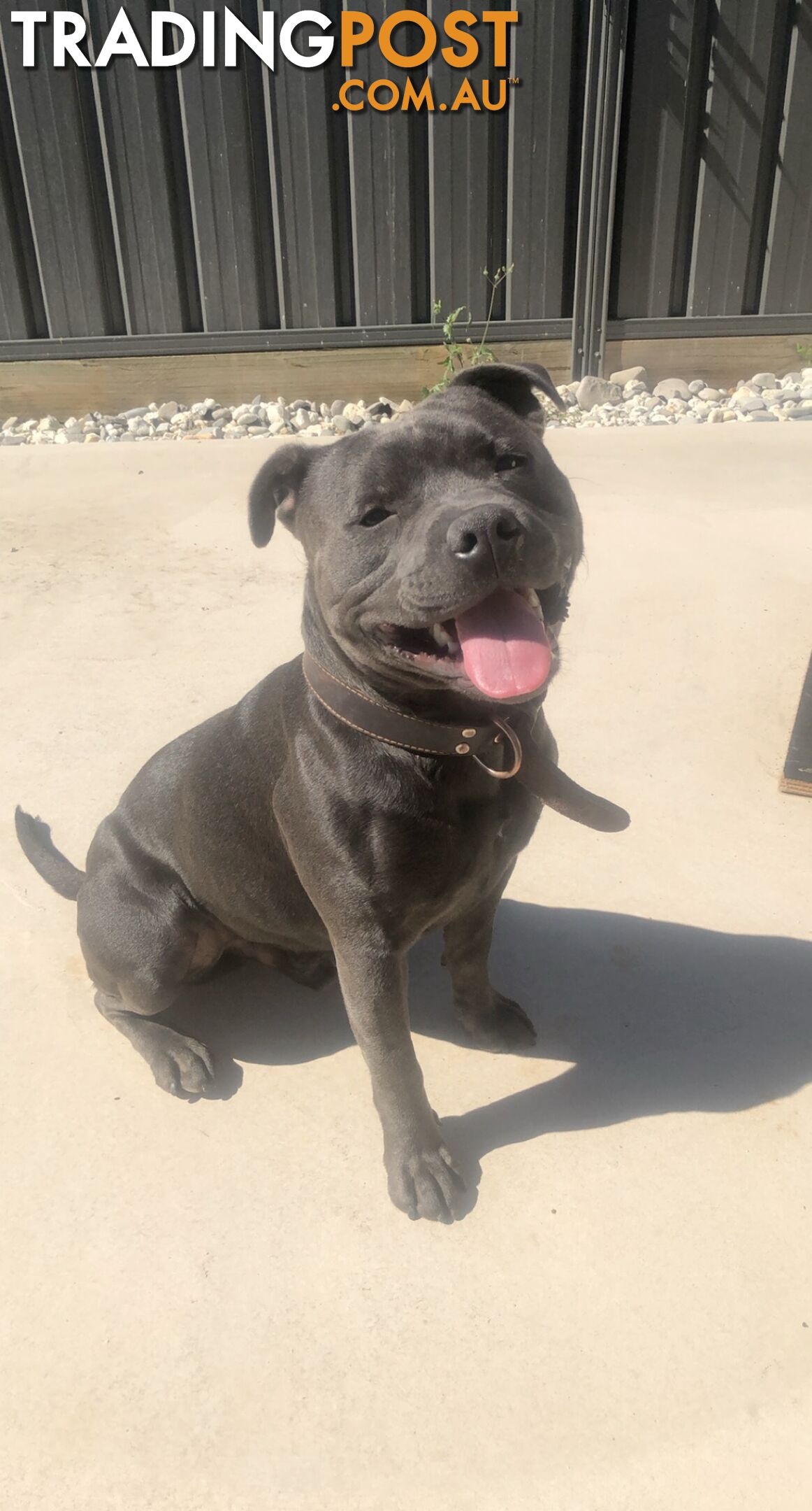 Pure Blue English Staffy Pups