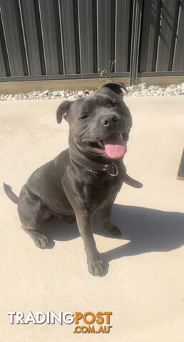 Pure Blue English Staffy Pups