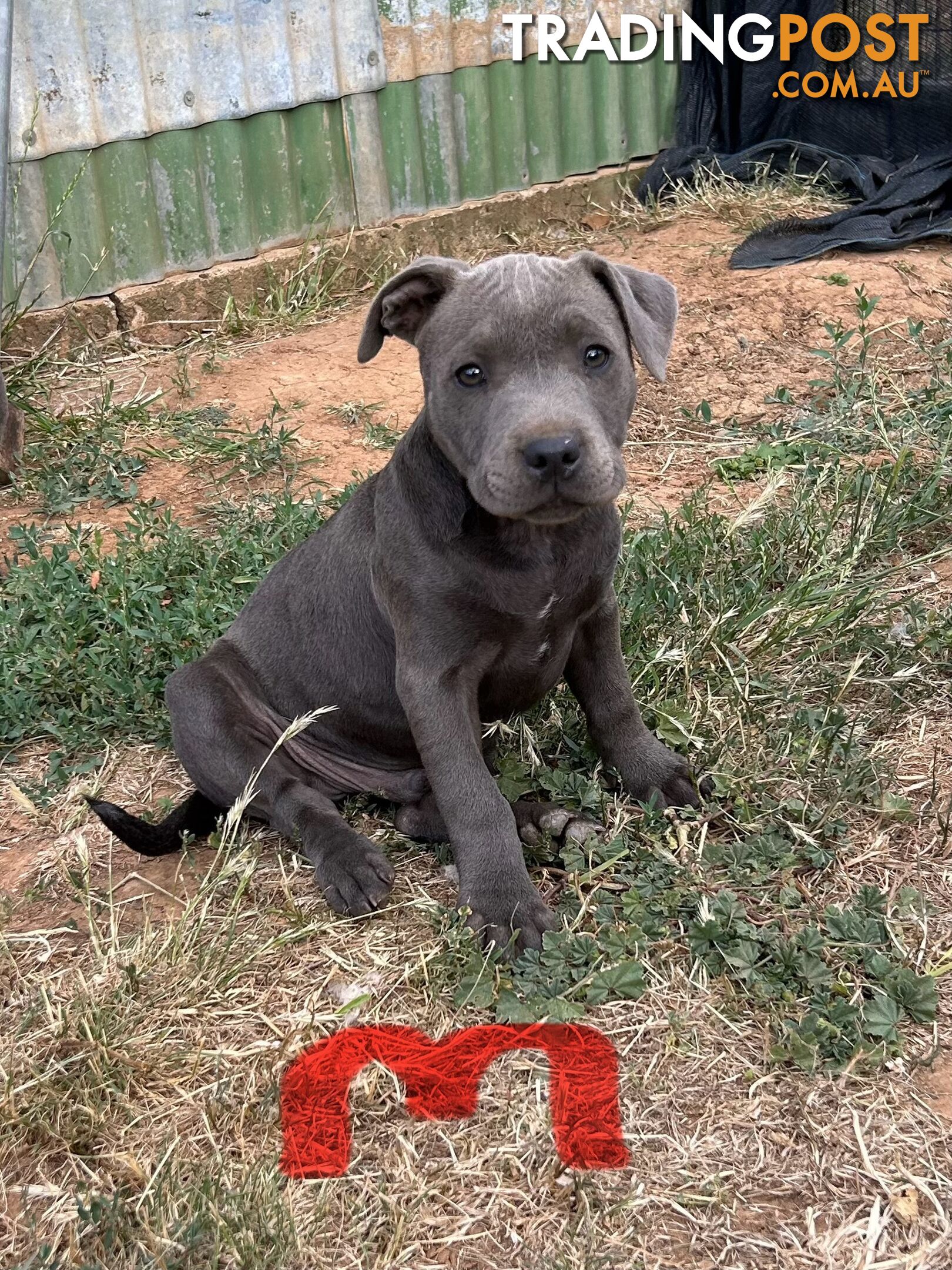 Pure Blue English Staffy Pups