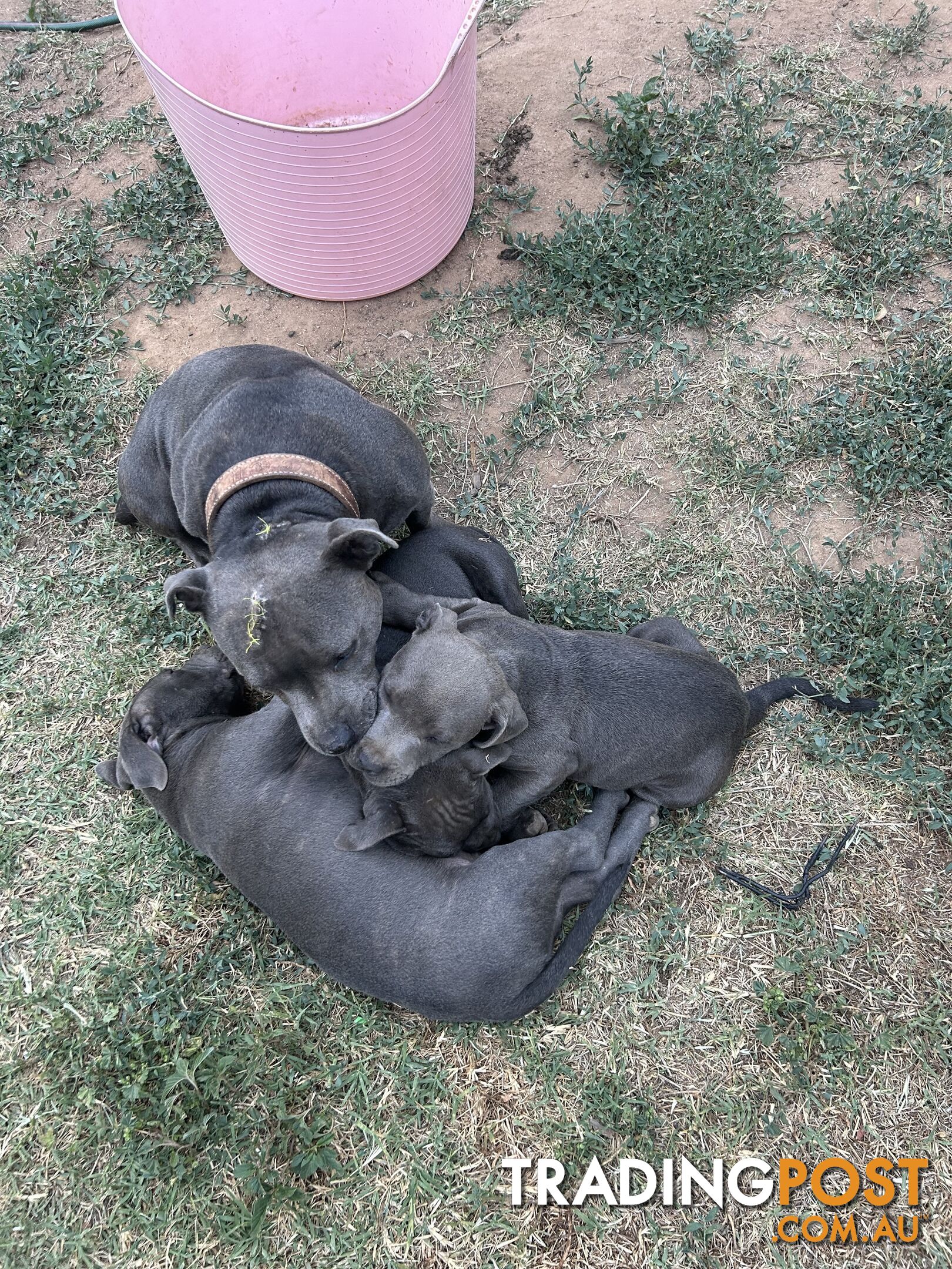 Pure Blue English Staffy Pups