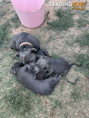 Pure Blue English Staffy Pups