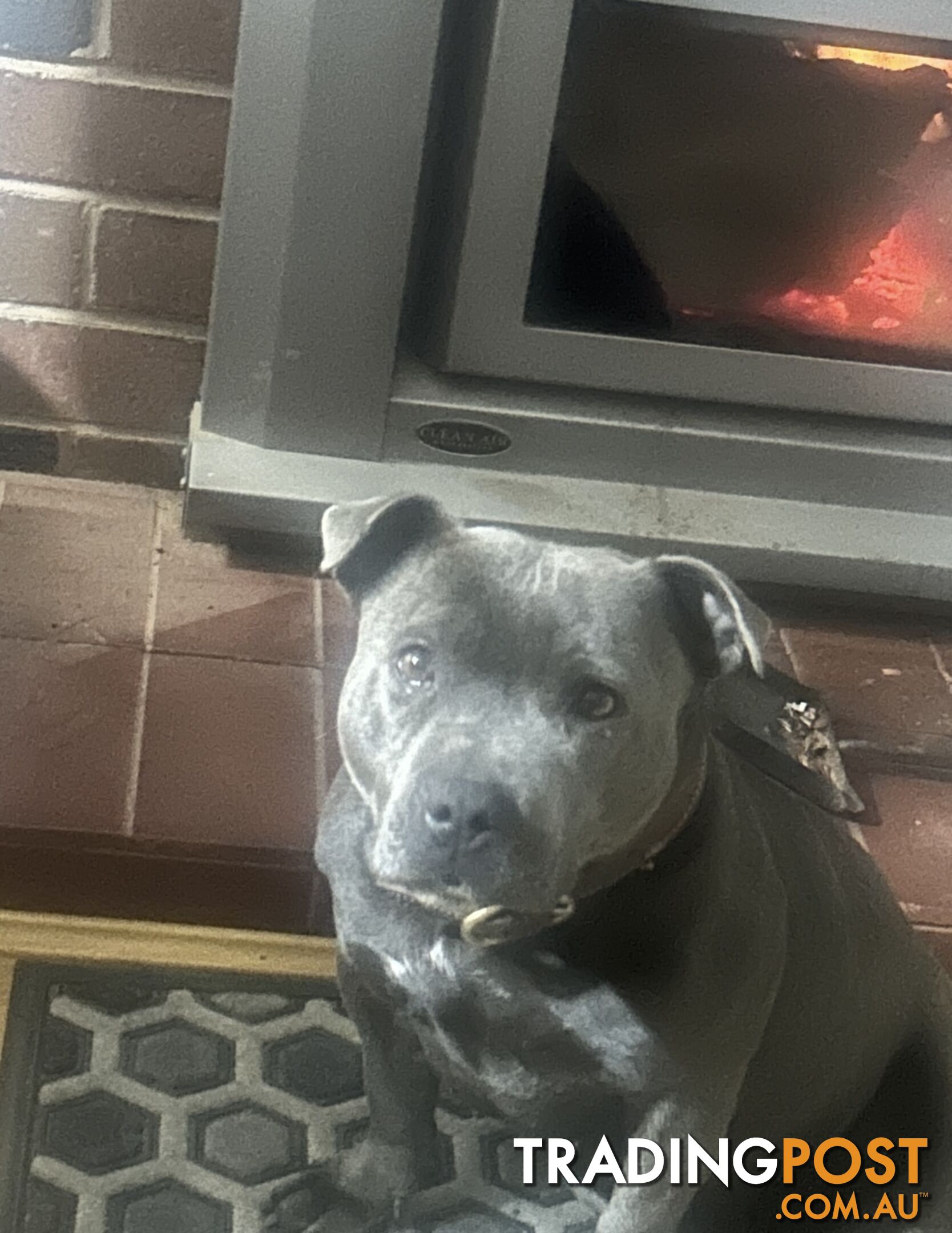 Pure Blue English Staffy Pups