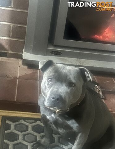 Pure Blue English Staffy Pups