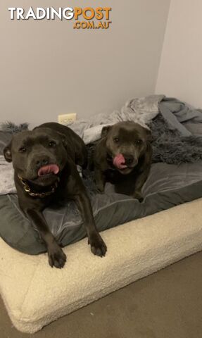 Pure Blue English Staffy Pups