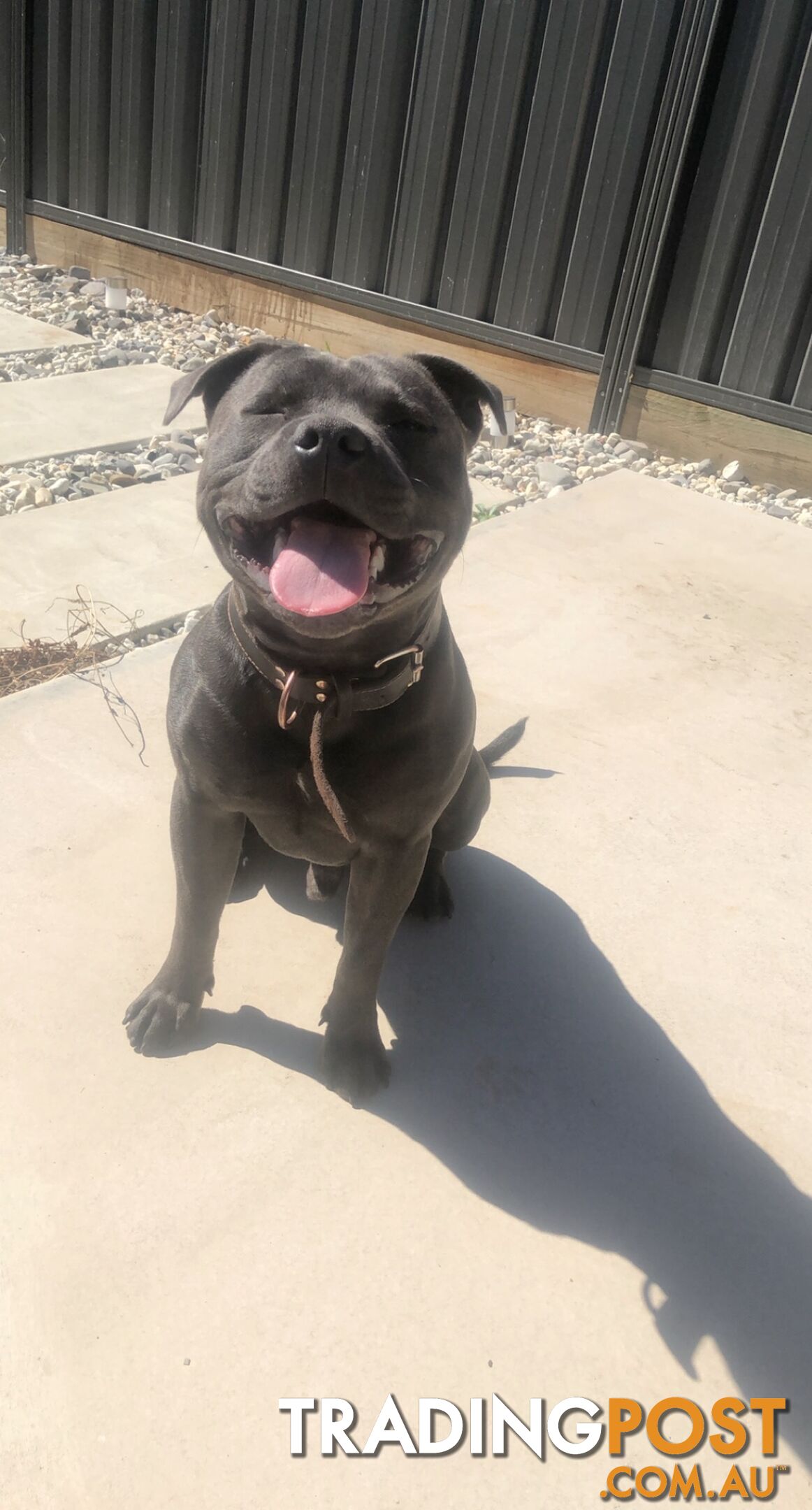 Pure Blue English Staffy Pups