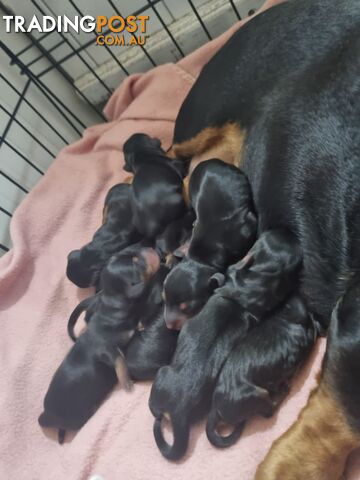 Dachshunds puppies