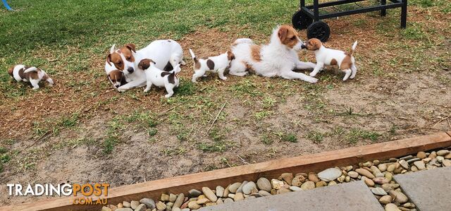 Pure bred jack russell
