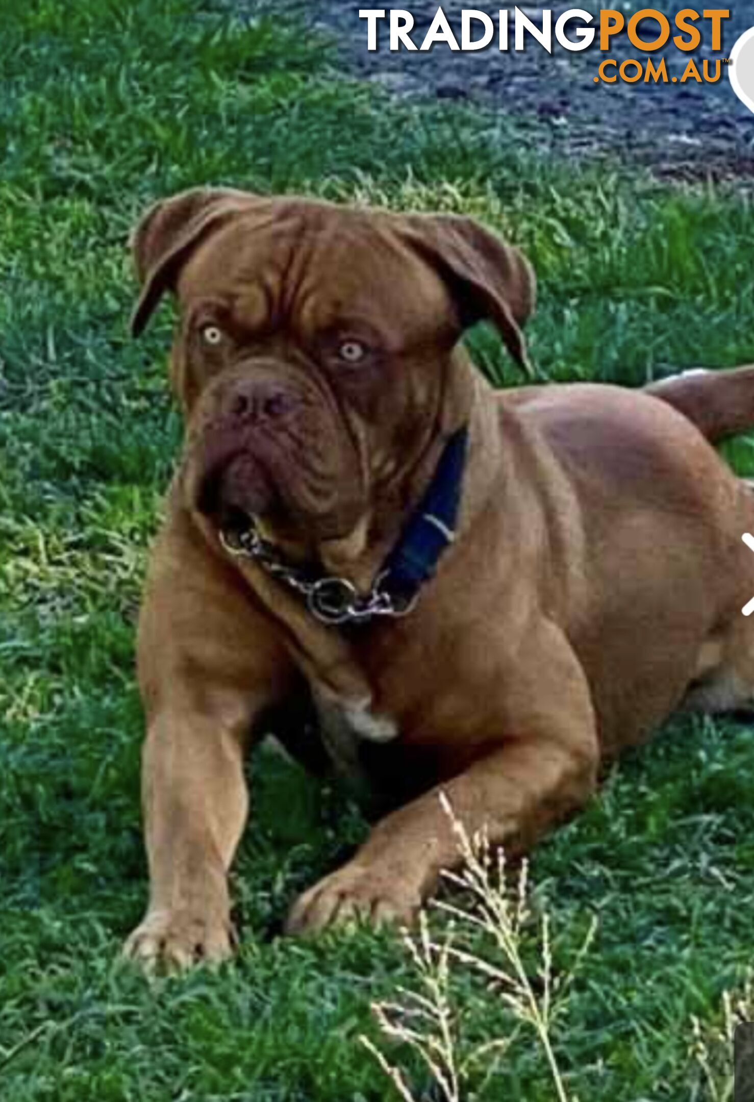 Dogue de Bordeaux  female pup