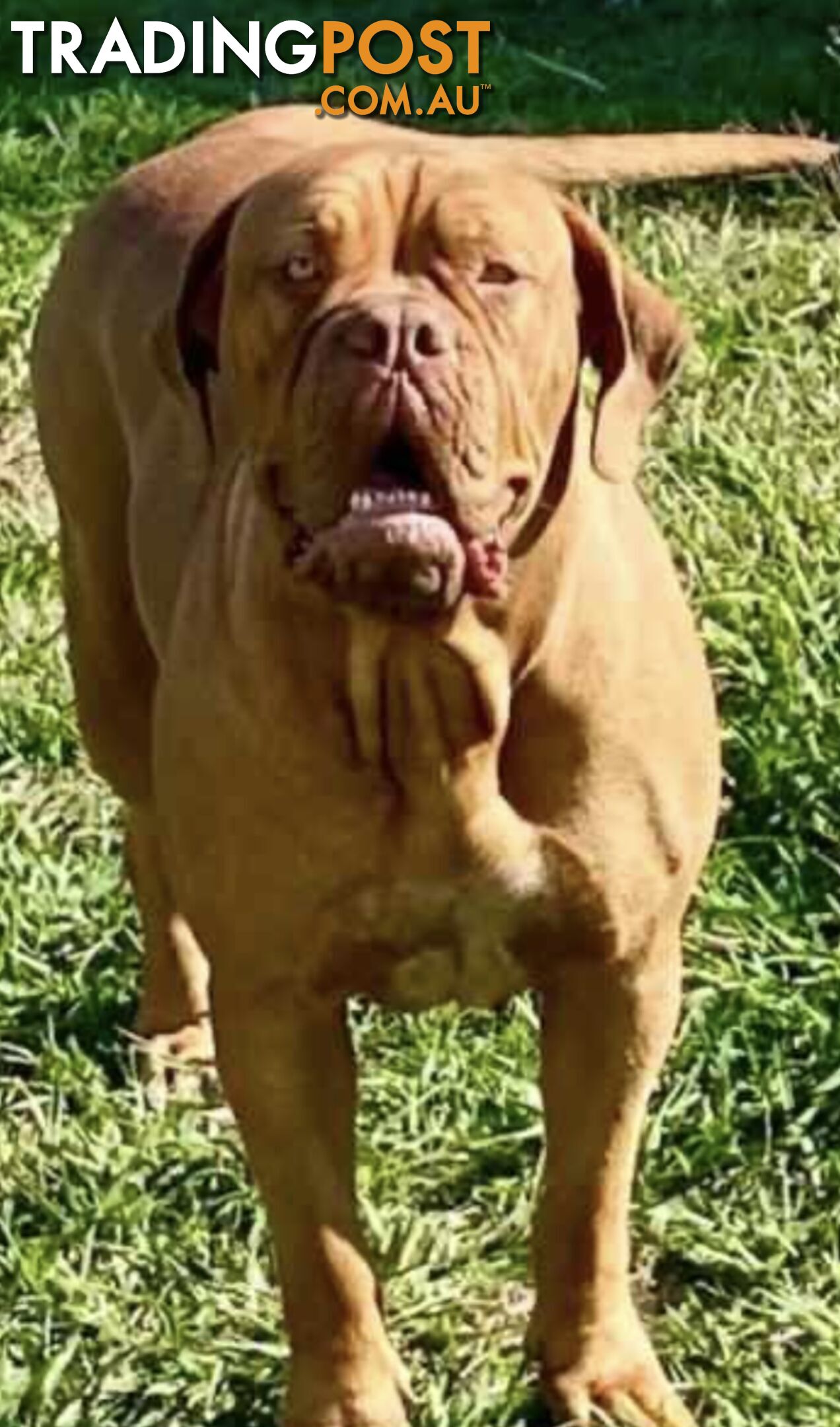 Dogue de Bordeaux  female pup