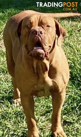 Dogue de Bordeaux  female pup