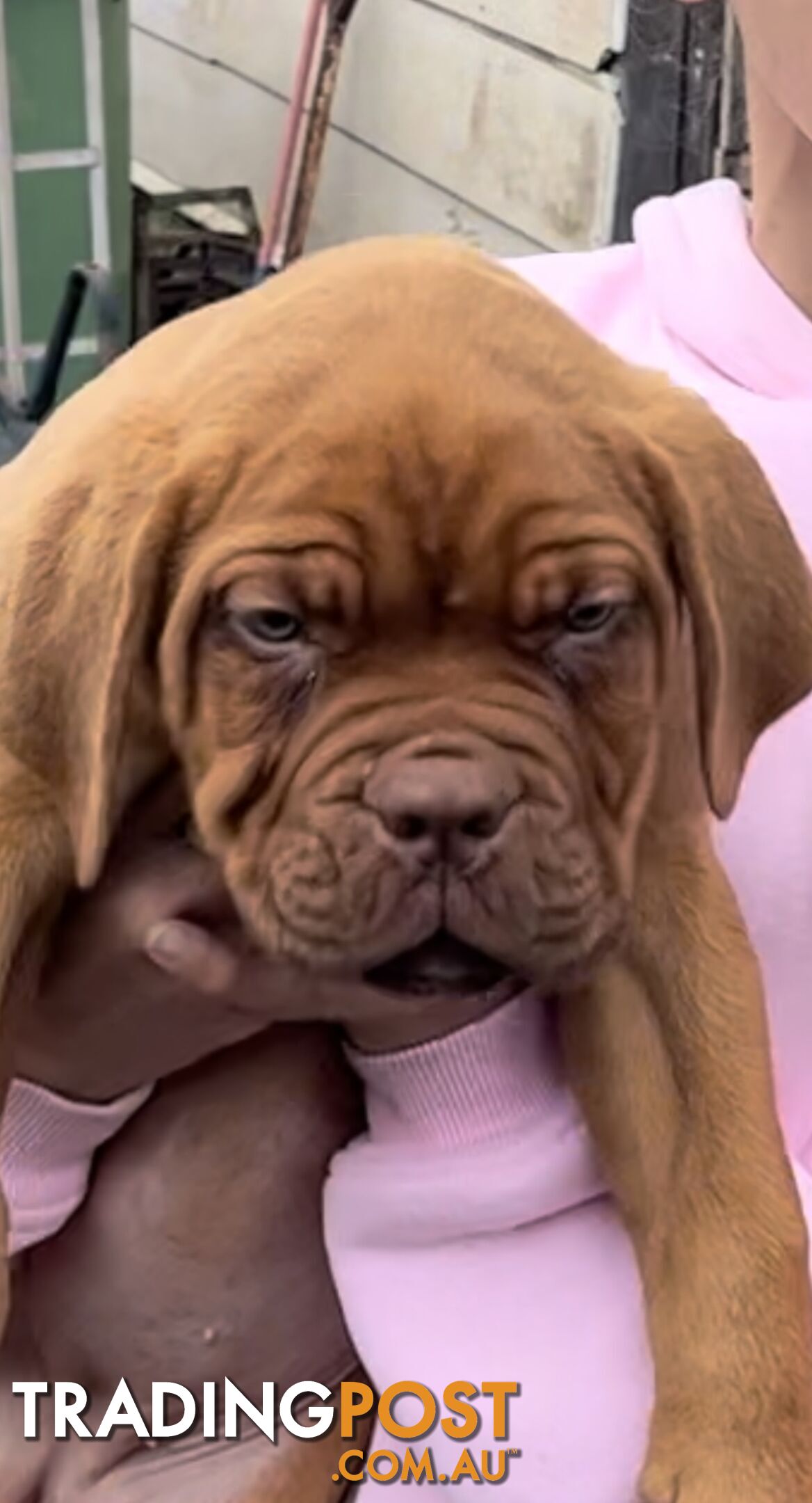 Dogue de Bordeaux  female pup