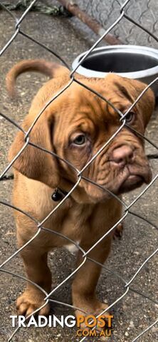 Dogue de Bordeaux  female pup