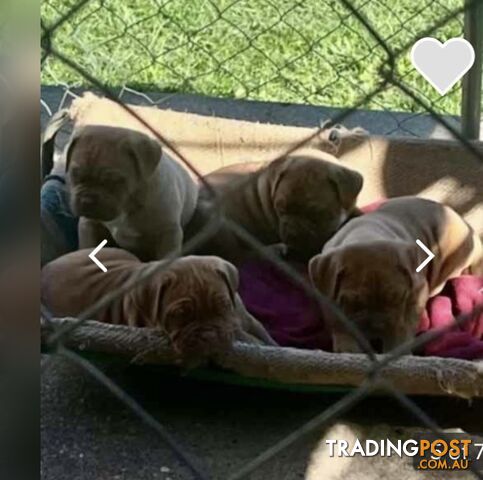 Dogue de Bordeaux  female pup